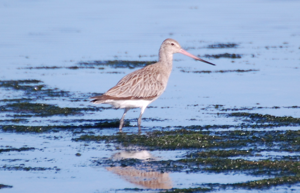 Tanzania - Pittima reale (Limosa limosa)